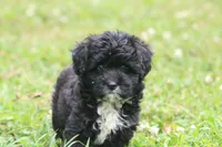 Marley , a female Miniature Aussiedoodle for sale in Knob Noster, MO – 5 of 5