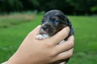 Mr., a male Miniature Aussiedoodle for sale in Knob Noster, MO – 3 of 4
