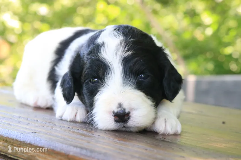 Heidi  – Poodle - Standard , Miniature Bernedoodle puppy for sale in Knob Noster, MO