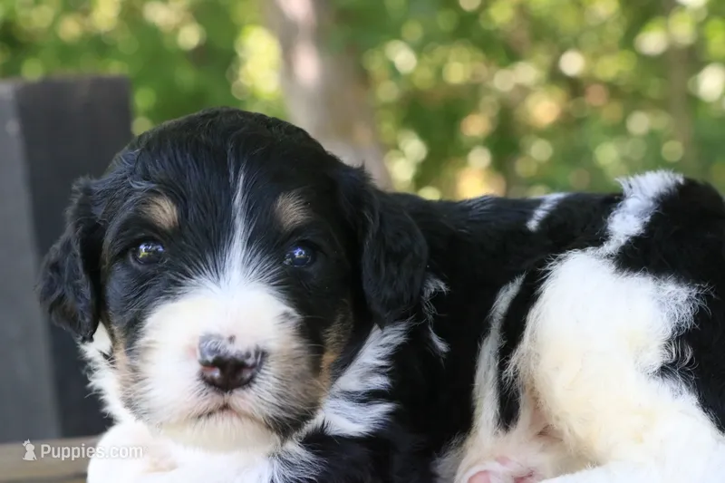Hendrix – Bernedoodle puppy for sale in Knob Noster, MO