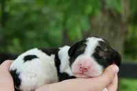 Harvey, a male Bernedoodle for sale in Knob Noster, MO – 1 of 3