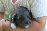 Misty , a female Miniature Aussiedoodle for sale in Knob Noster, MO – 3 of 5