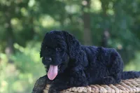 Karl , a male Goldendoodle for sale in Knob Noster, MO – 3 of 4
