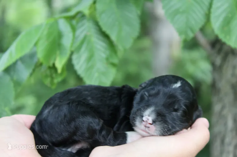 Hopscotch  – Bernedoodle puppy for sale in Knob Noster, MO