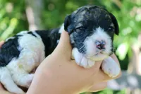 Hiccup , a male Poodle - Standard  and Miniature Bernedoodle for sale in Knob Noster, MO – 2 of 3