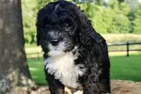 Hopscotch , a male Bernedoodle for sale in Knob Noster, MO – 3 of 5