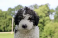 Hope , a female Bernedoodle for sale in Knob Noster, MO – 2 of 6