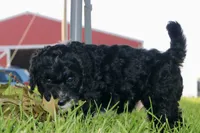 Hopscotch , a male Bernedoodle for sale in Knob Noster, MO – 4 of 5