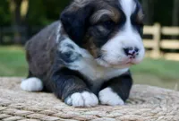 Oscar, a male Bernedoodle for sale in Knob Noster, MO – Photo 2 of 4