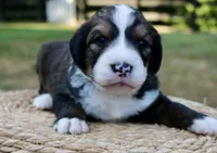 Oscar, a male Bernedoodle for sale in Knob Noster, MO – Photo 4 of 4
