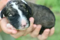 Happy , a female Bernedoodle for sale in Knob Noster, MO – 4 of 4