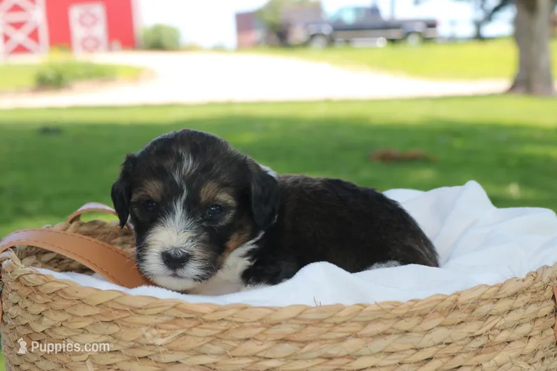 Hugo – Bernedoodle puppy for sale in Knob Noster, MO