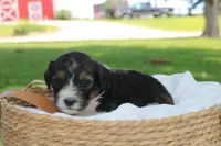 Hugo, a male Bernedoodle for sale in Knob Noster, MO – 1 of 4