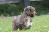 Mr., a male Aussiedoodle for sale in Knob Noster, MO – 3 of 4