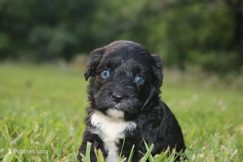 Marley  – Miniature Aussiedoodle puppy for sale in Knob Noster, MO