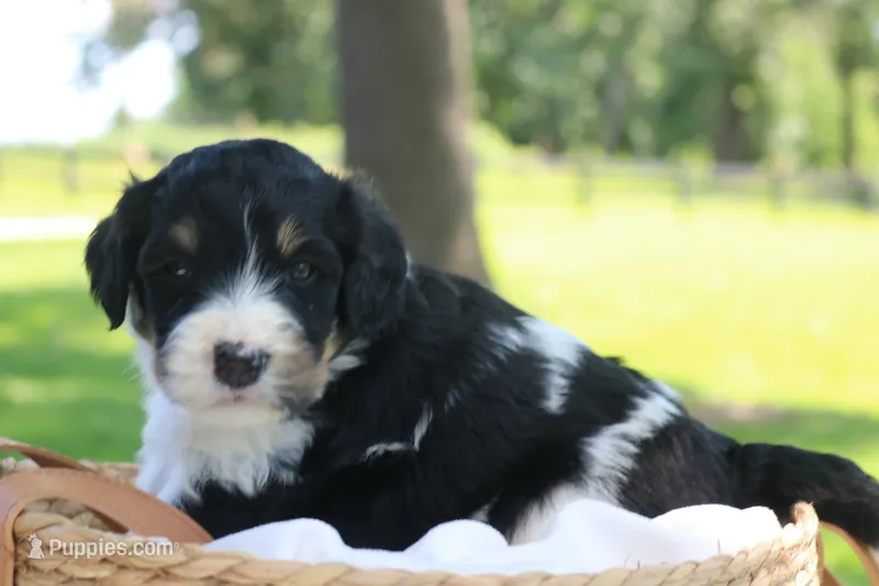Hendrix – Bernedoodle puppy for sale in Knob Noster, MO