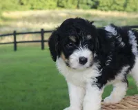 Hendrix, a male Bernedoodle for sale in Knob Noster, MO – 1 of 5