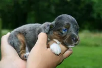Mr., a male Miniature Aussiedoodle for sale in Knob Noster, MO – 2 of 4