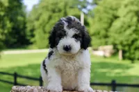 Hope , a female Bernedoodle for sale in Knob Noster, MO – 6 of 6
