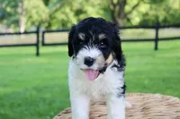 Hendrix, a male Bernedoodle for sale in Knob Noster, MO – 3 of 5
