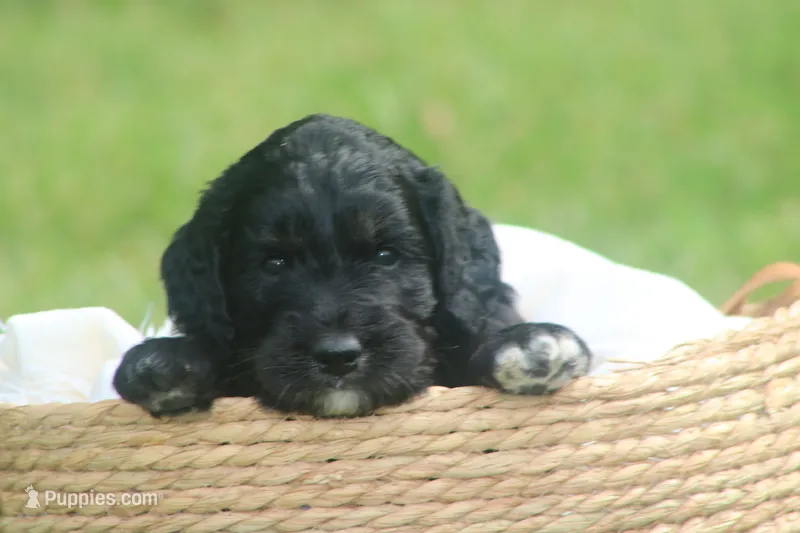 Kara  – Goldendoodle puppy for sale in Knob Noster, MO