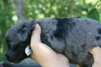 Mighty, a male Miniature Aussiedoodle for sale in Knob Noster, MO – 4 of 4