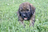 Kona, a female Goldendoodle for sale in Knob Noster, MO – Photo 2 of 3