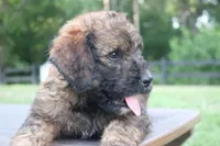 Kona, a female Goldendoodle for sale in Knob Noster, MO – Photo 3 of 3