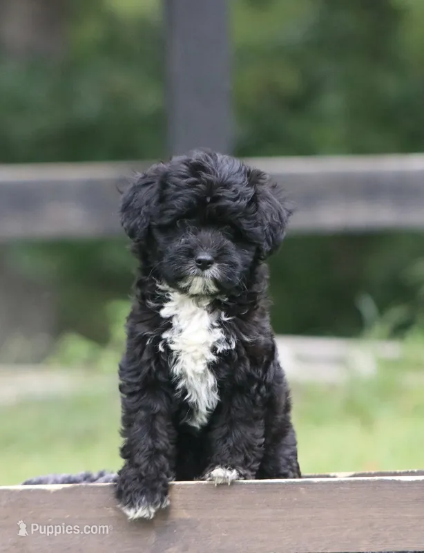 Marley  – Miniature Aussiedoodle puppy for sale in Knob Noster, MO