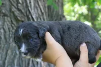 Markie , a male Aussiedoodle for sale in Knob Noster, MO – 4 of 5