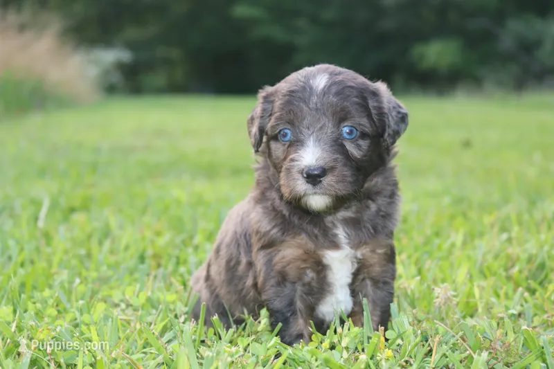 Markie  – Aussiedoodle puppy for sale in Knob Noster, MO