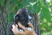 Markie , a male Aussiedoodle for sale in Knob Noster, MO – 2 of 5