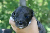 Mighty, a male Miniature Aussiedoodle for sale in Knob Noster, MO – 2 of 4