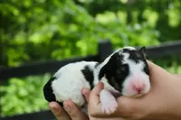 Hope , a female Bernedoodle for sale in Knob Noster, MO – 1 of 3