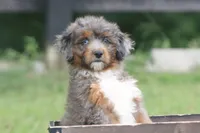Mr., a male Aussiedoodle for sale in Knob Noster, MO – 2 of 4