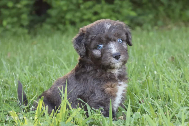 Markie  – Aussiedoodle puppy for sale in Knob Noster, MO