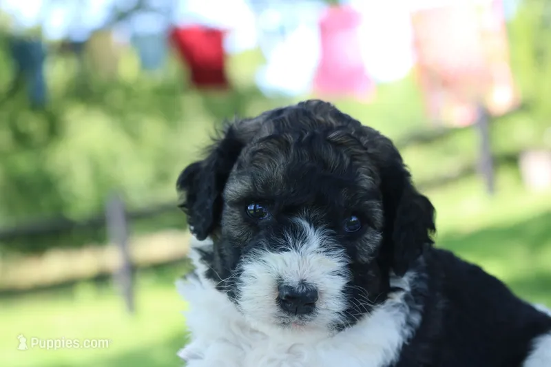 Hiccup  – Poodle - Standard , Miniature Bernedoodle puppy for sale in Knob Noster, MO