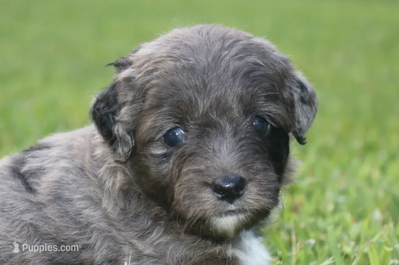 Mighty – Miniature Aussiedoodle puppy for sale in Knob Noster, MO