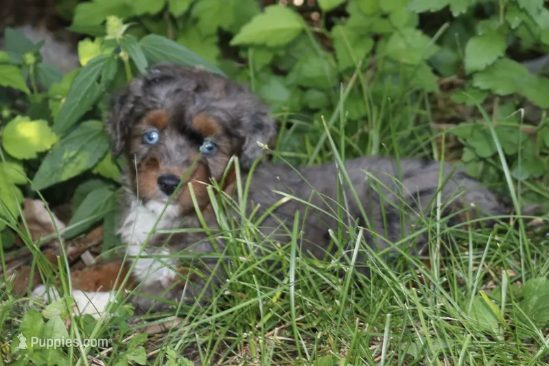 Mr. – Miniature Aussiedoodle puppy for sale in Knob Noster, MO