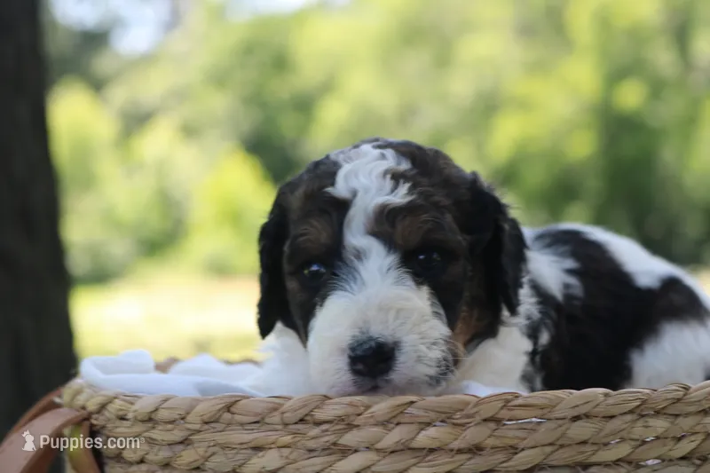 Harper  – Poodle - Standard , Miniature Bernedoodle puppy for sale in Knob Noster, MO