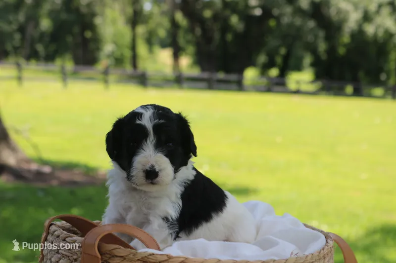 Heidi  – Poodle - Standard , Miniature Bernedoodle puppy for sale in Knob Noster, MO