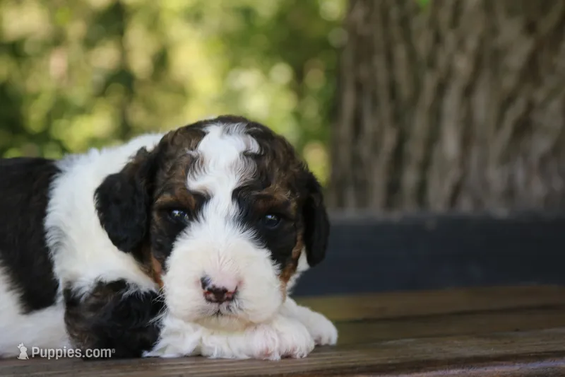 Harvey – Bernedoodle puppy for sale in Knob Noster, MO