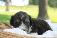 Hugo, a male Bernedoodle for sale in Knob Noster, MO – 4 of 4