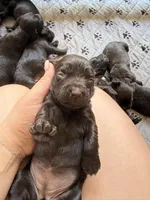 Boykin , a male Boykin Spaniel for sale in Dawsonville, GA – Photo 2 of 3