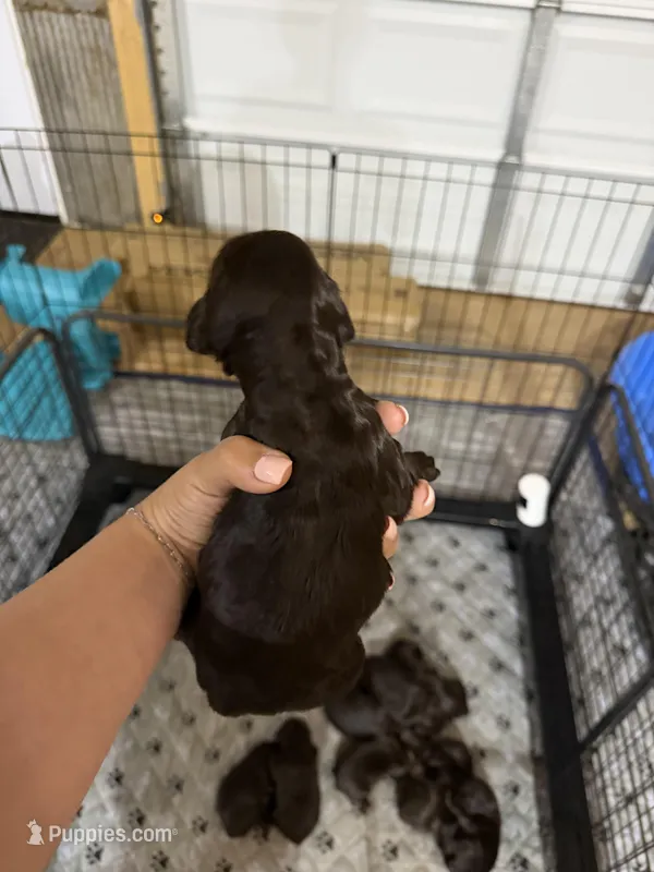 Boykin  – Boykin Spaniel puppy for sale in Dawsonville, GA