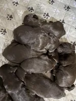 Boykin , a male Boykin Spaniel for sale in Dawsonville, GA – Photo 3 of 3