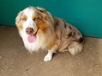 Ginger, a female Australian Shepherd for sale in Duvall, WA – 2 of 3