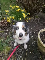 Bella, a female Australian Shepherd for sale in Duvall, WA – 2 of 3