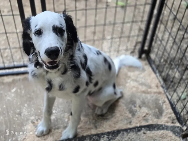 Rapunzel – Dalmatian puppy for sale in Duvall, WA