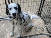 Rapunzel, a female Dalmatian for sale in Duvall, WA – 1 of 4